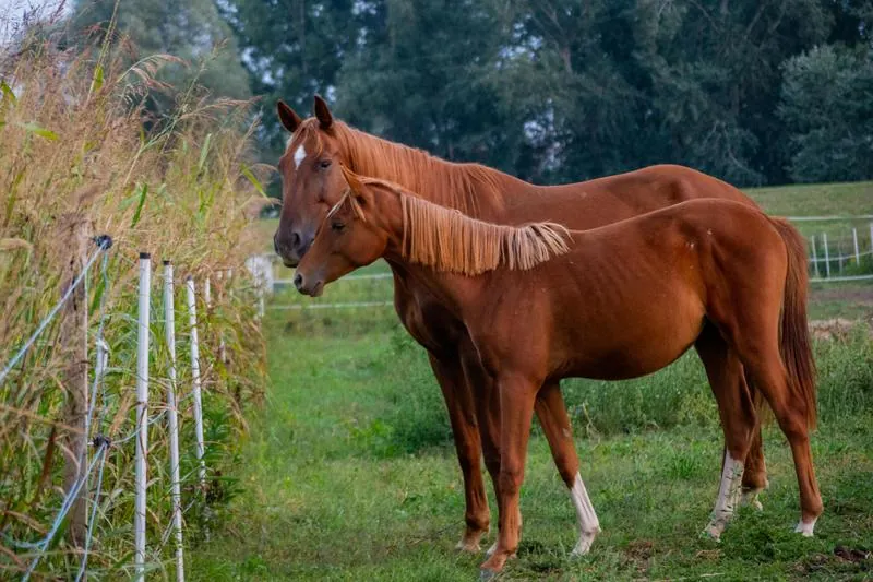 Equinos