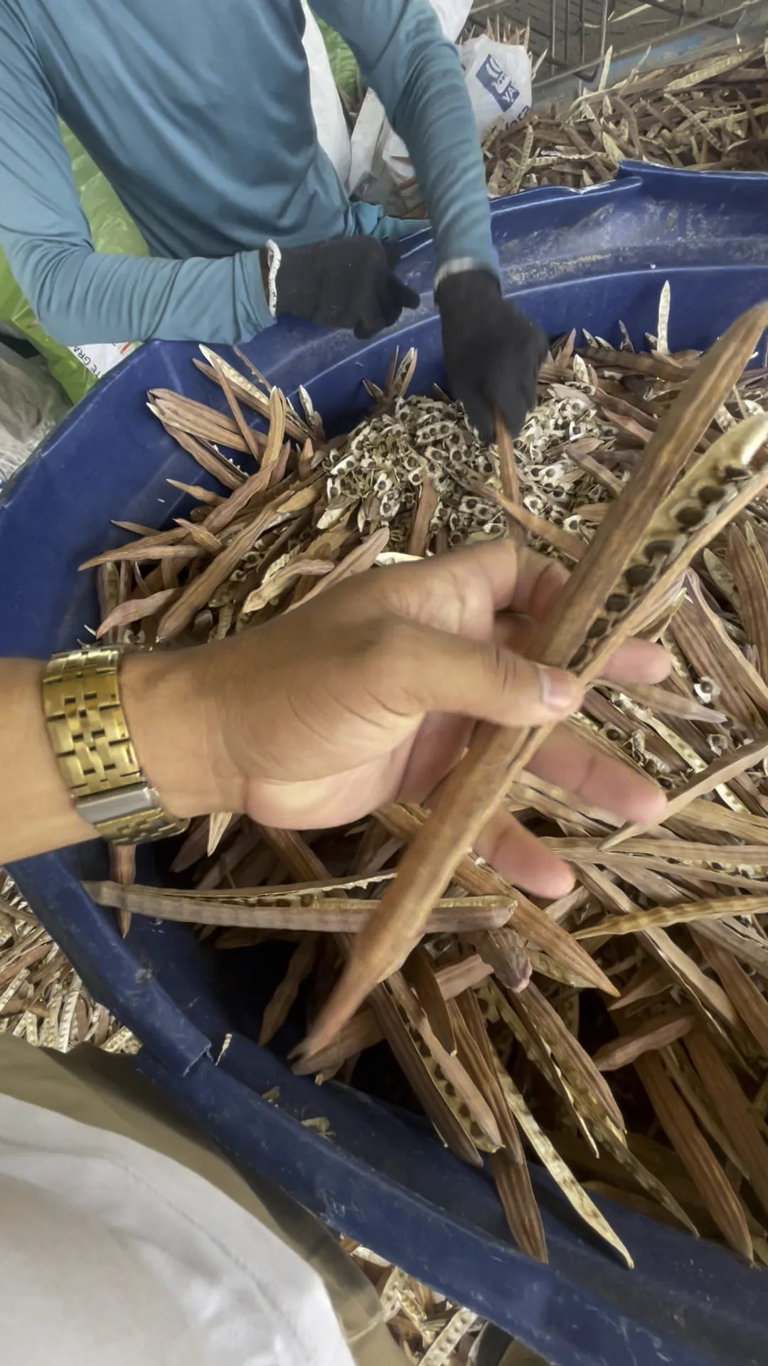 Trabalho com a moringa no campo